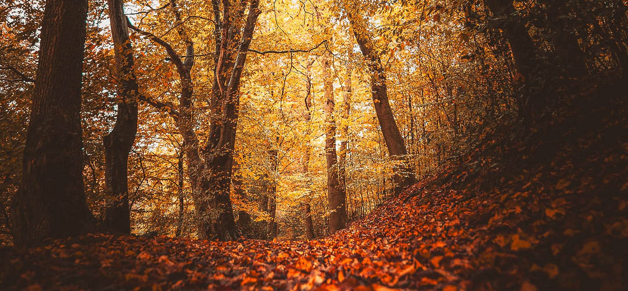 WMG_Slider FdM Okt24_Herbststimmung Kohlfurth