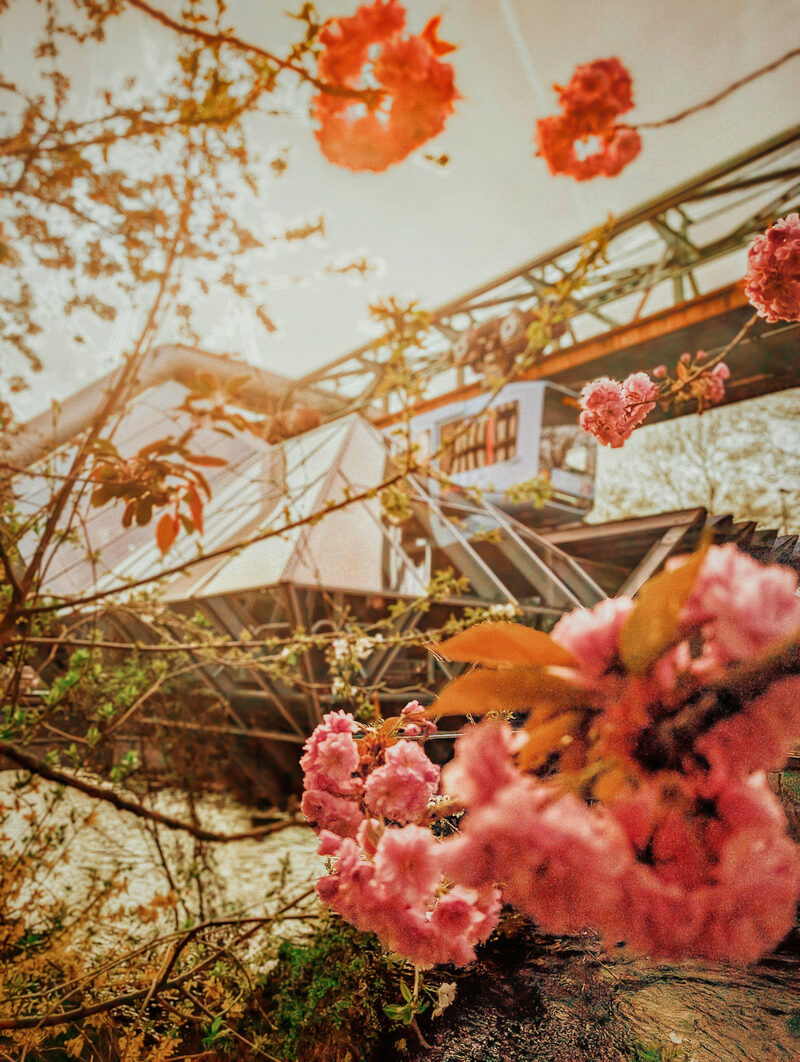 Foto des Monats April mit Kirschblueten in Wuppertal_Foto Silke Frowein
